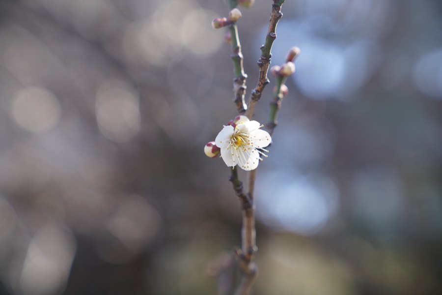 A single white blossom on a bare branch, against a soft, out-of-focus background