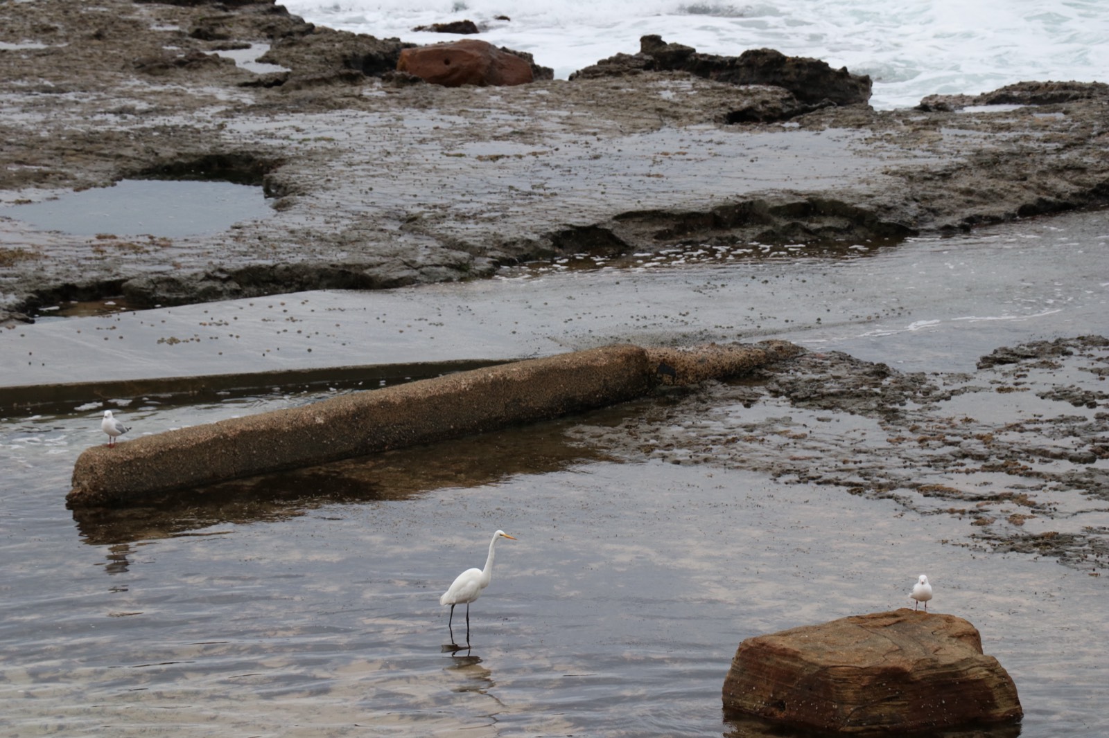 An egret wading in a shallow pool on a flat coastal rock shelf, a gull on a rock nearby